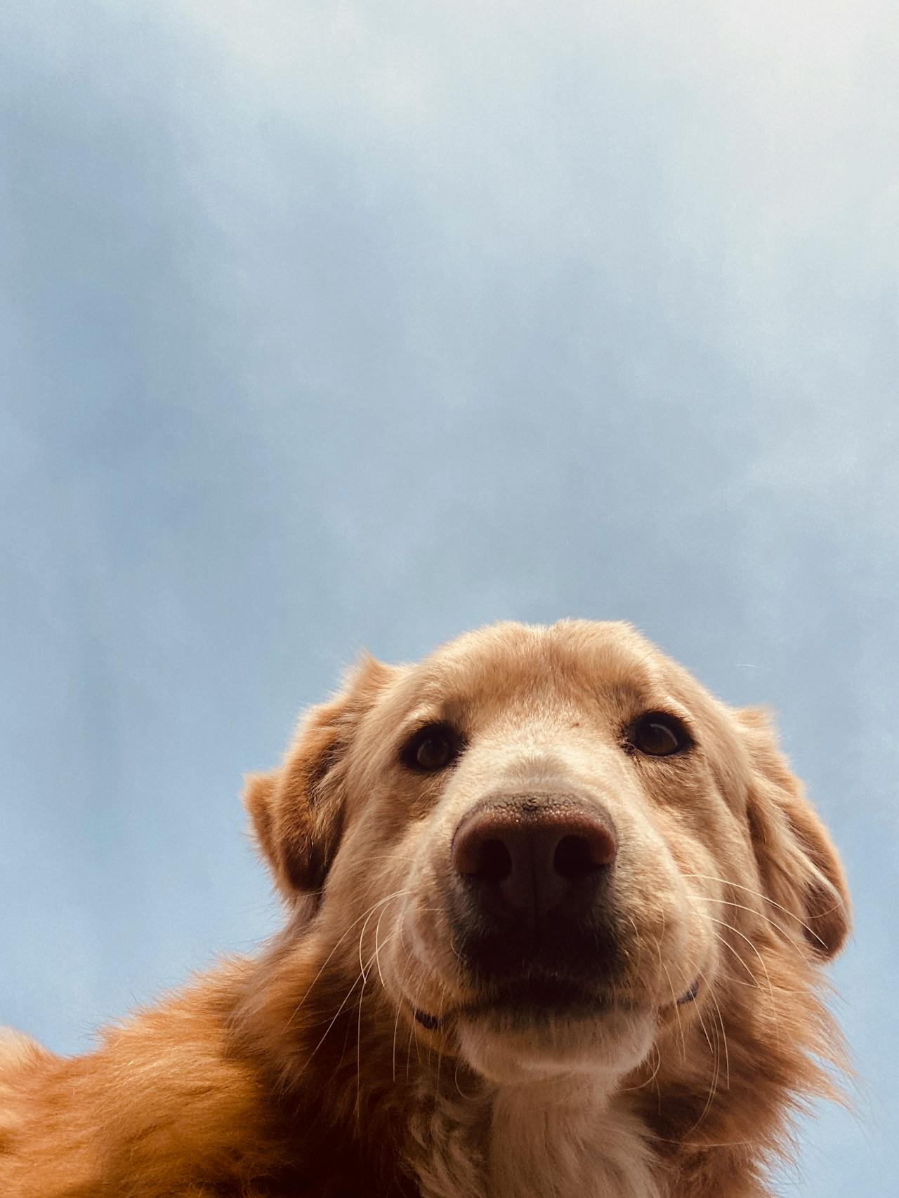 Pet Memorial Photo Book: Print a Tribute to Your Best Friend